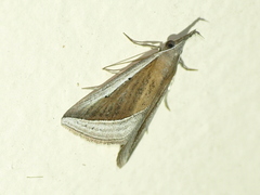 Hypena conscitalis