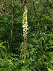 Pedicularis incarnata
