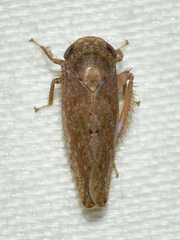 Paraphlepsius continuus