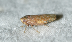 Paraphlepsius continuus