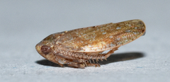 Paraphlepsius continuus