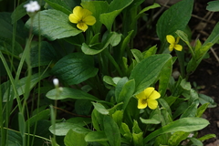 Viola nuttallii