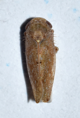 Paraphlepsius continuus