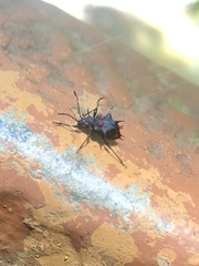 Cacodaemon spinicollis