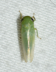 Chlorotettix viridius