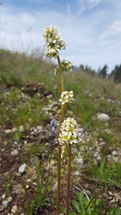 Micranthes integrifolia