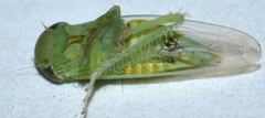 Chlorotettix viridius