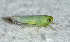 Chlorotettix viridius