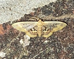 Idaea scintillularia