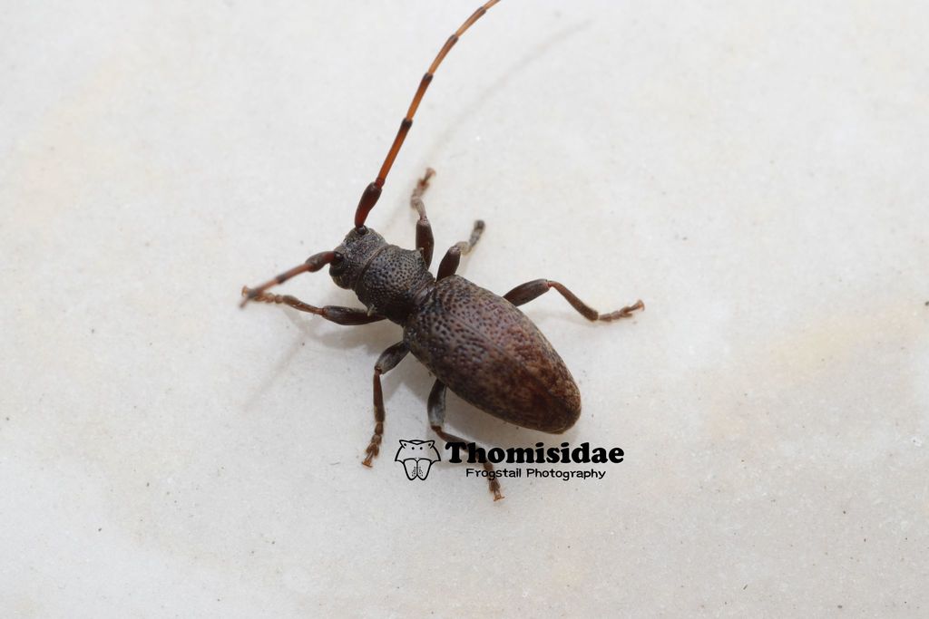 Sinodorcadion