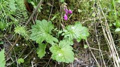 Primula matthioli