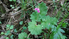 Primula matthioli