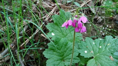 Primula matthioli