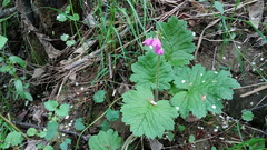 Primula matthioli