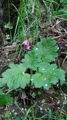 Primula matthioli