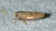 Paraphlepsius continuus