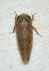 Paraphlepsius continuus