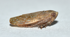 Paraphlepsius continuus