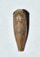Paraphlepsius continuus