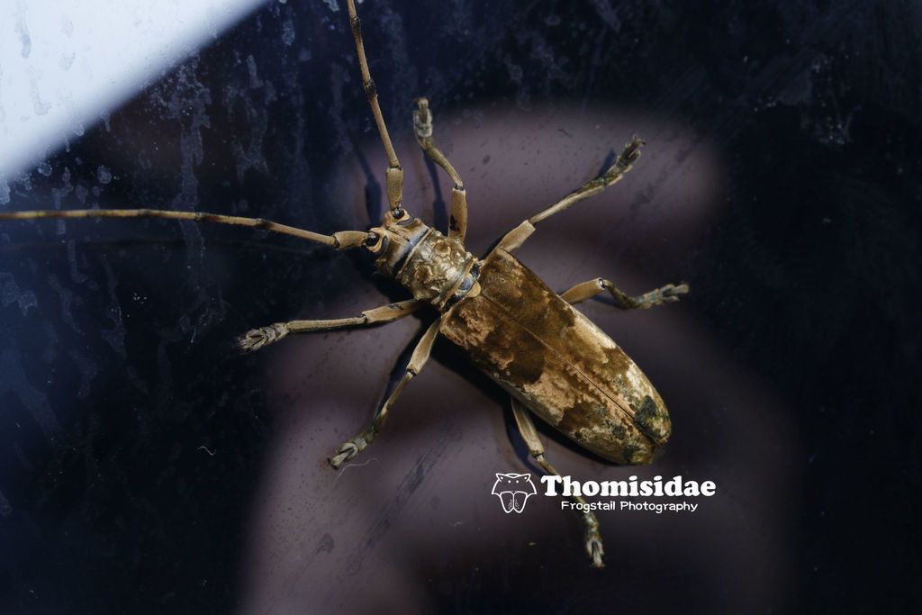 Acalolepta vitalisi from 中国咸宁市通山县九宫山 on July 1, 2020 at 0536 PM by