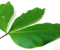 Crateva adansonii formosensis