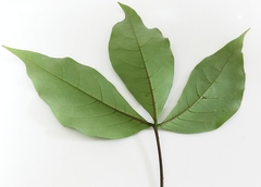 Crateva adansonii formosensis