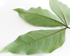 Crateva adansonii formosensis