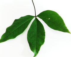 Crateva adansonii formosensis