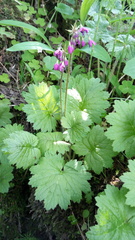Primula matthioli