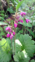 Primula matthioli