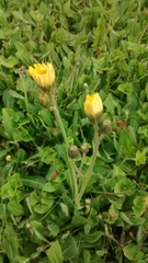 Pilosella flagellaris