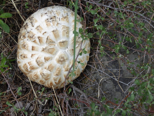 iNaturalist observation photo of Giant Sawgill