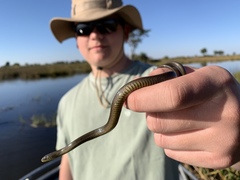 Natriciteres olivacea