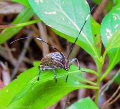 Colobothea meleagrina