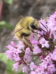 Bombus mixtus