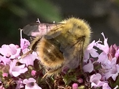 Bombus mixtus