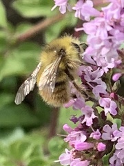 Bombus mixtus