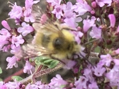 Bombus mixtus