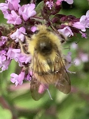 Bombus mixtus