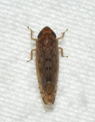 Osbornellus rotundus