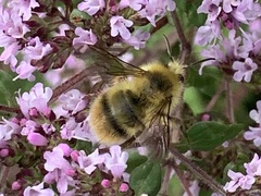 Bombus mixtus