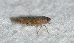 Osbornellus rotundus