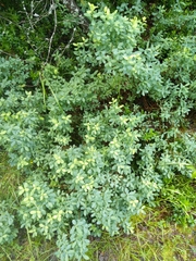 Myrica