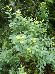 Myrica