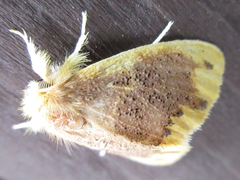 Euproctis pulverea