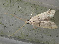 Deltoplastis apostatis