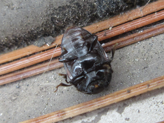 Pseudotritoma consobrina