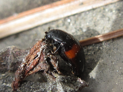 Pseudotritoma consobrina