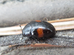 Pseudotritoma consobrina