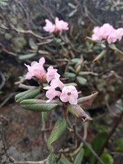 Rhododendron adamsii